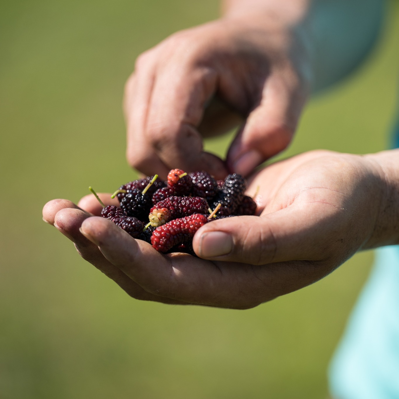 Honey's Harvest Farm