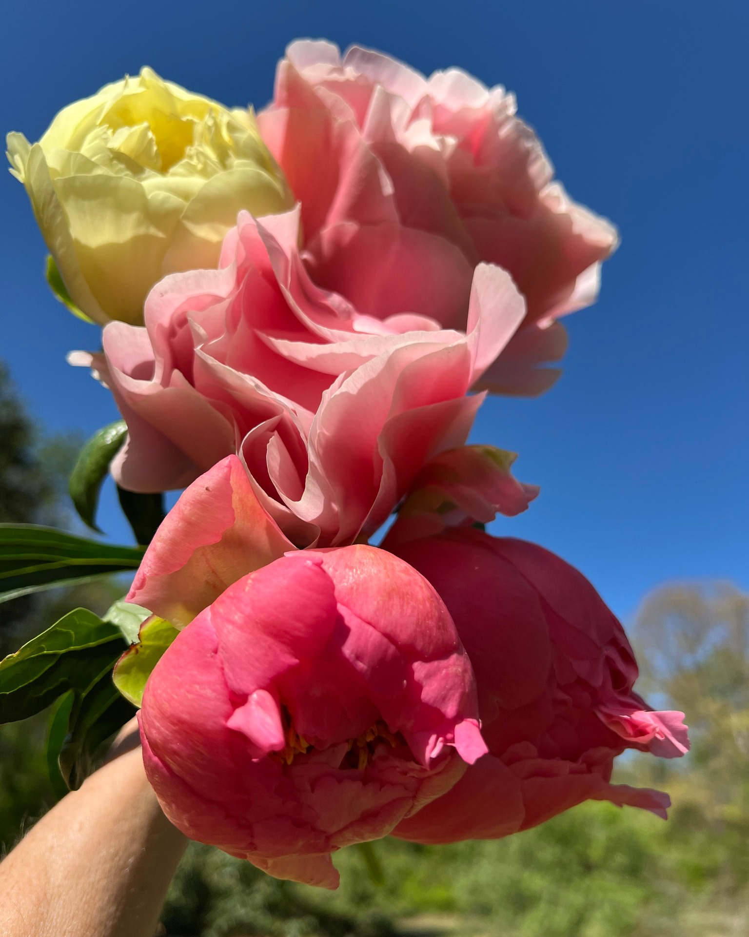 Honey's Harvest Farm