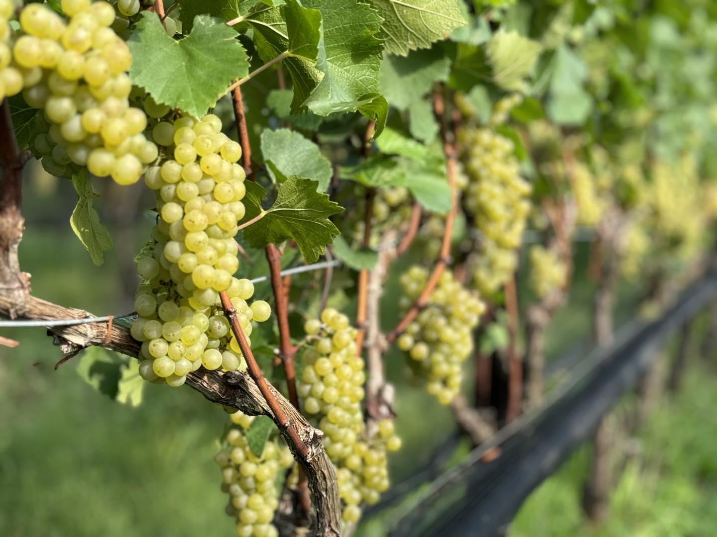 The Vineyards at Dodon